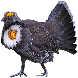 Sooty Grouse